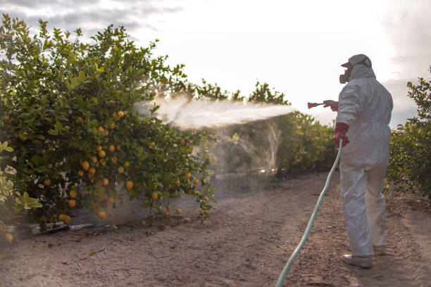 Best Cockroach Control Services  in Duquesne, MO